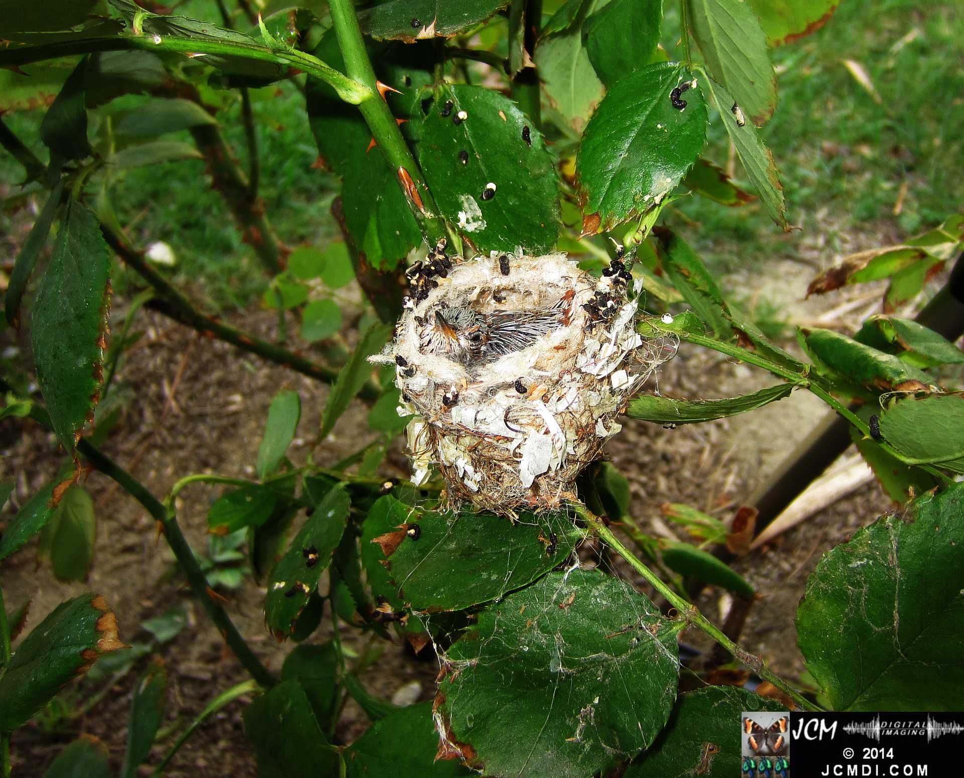 Allens Hummingbird Chick in Nest Close-Up